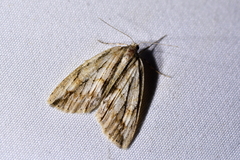 Pseudocoremia lupinata