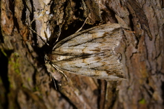 Pseudocoremia lupinata