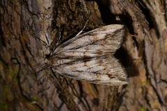 Pseudocoremia lupinata