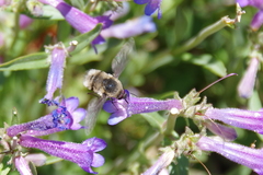 Penstemon decurvus