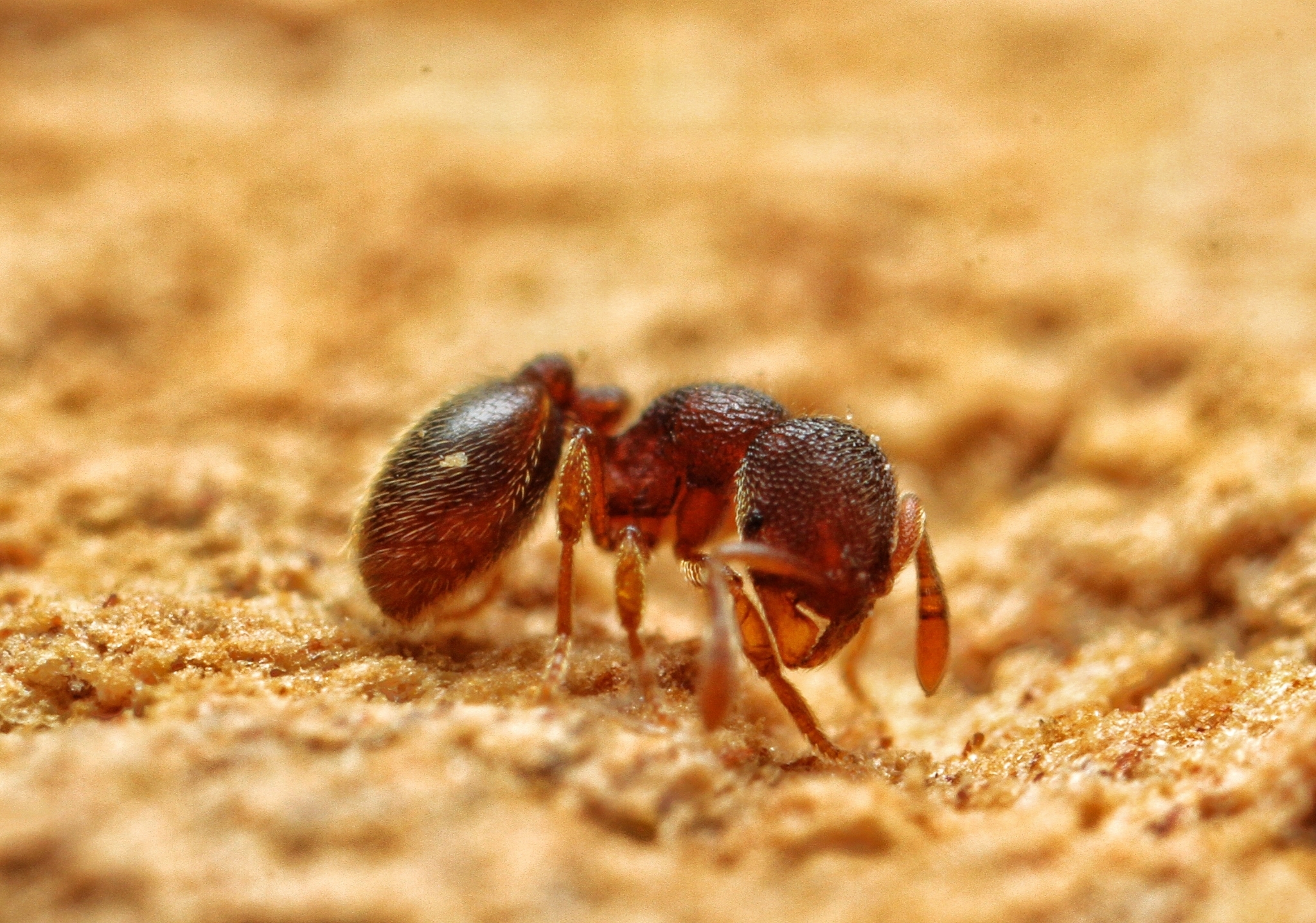 Rogeria besucheti