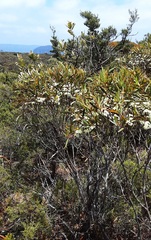 Eucalyptus stricta
