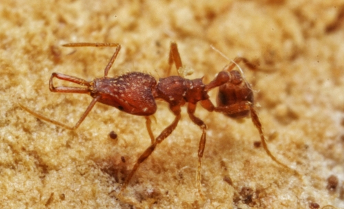 长形瘤颚蚁Strumigenys elongata