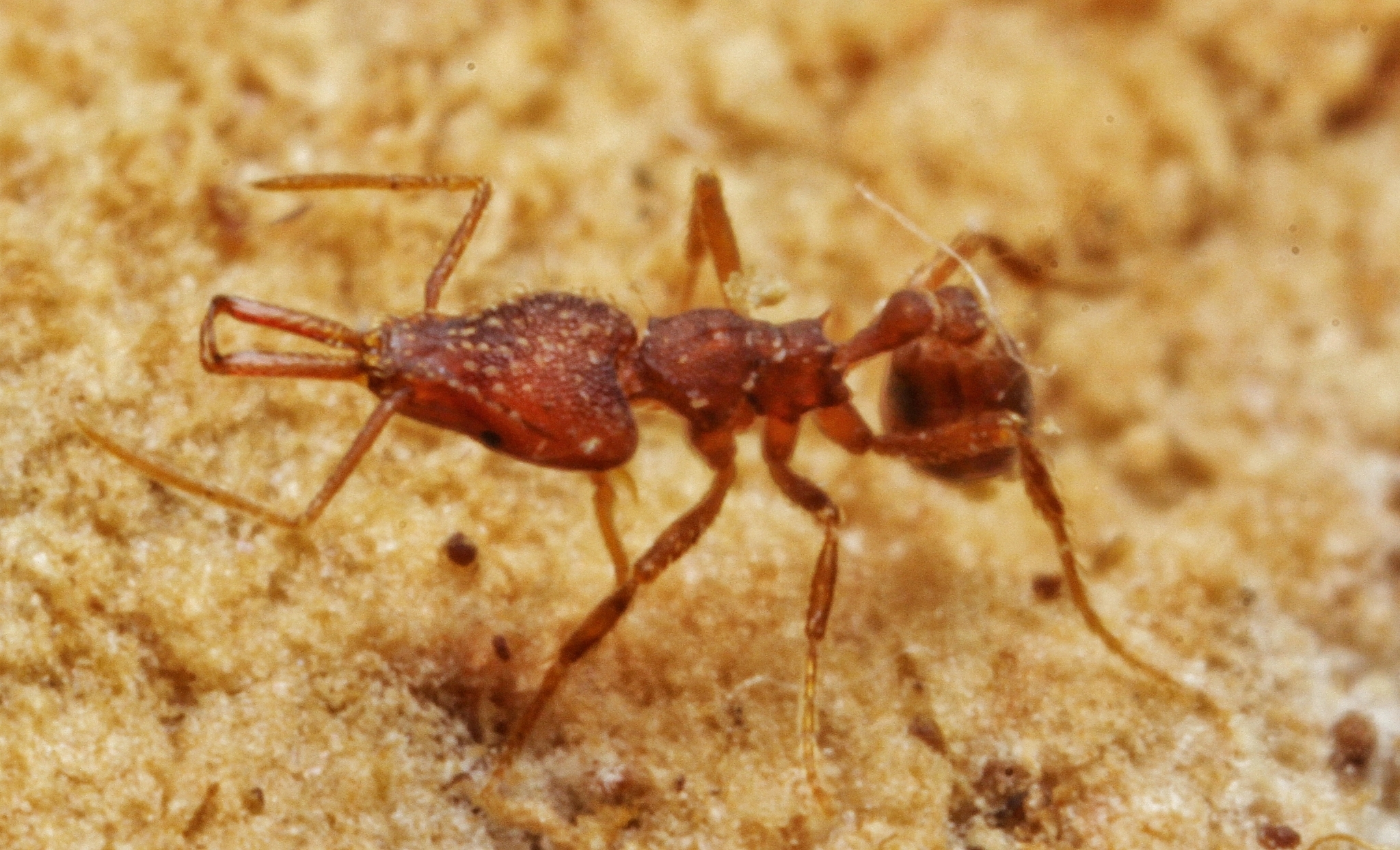 Strumigenys elongata