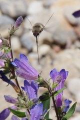 Penstemon decurvus