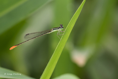Agriocnemis gratiosa