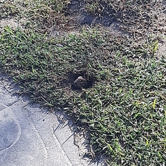 Ctenomys