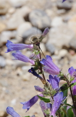 Penstemon decurvus
