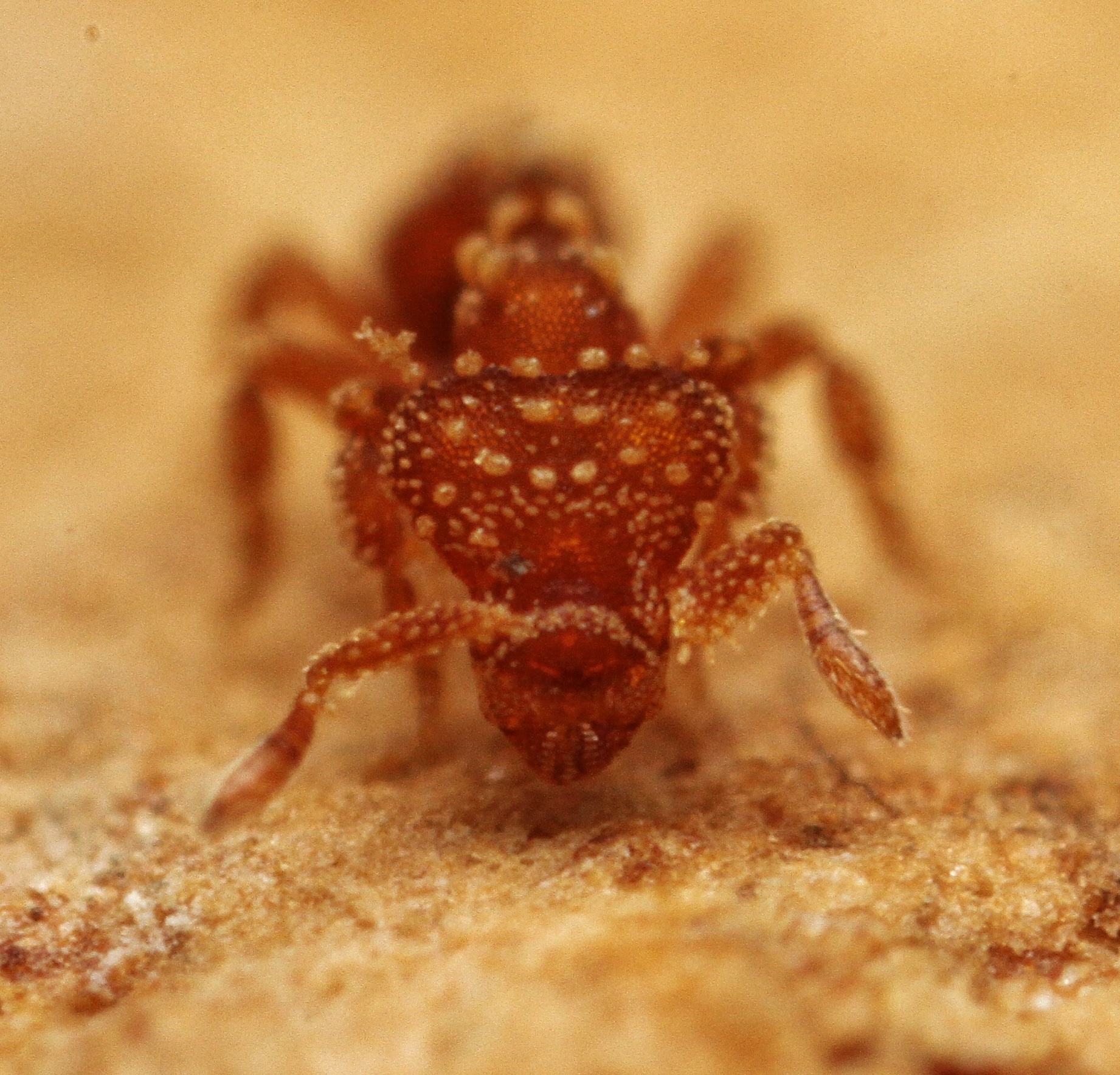 Eurhopalothrix