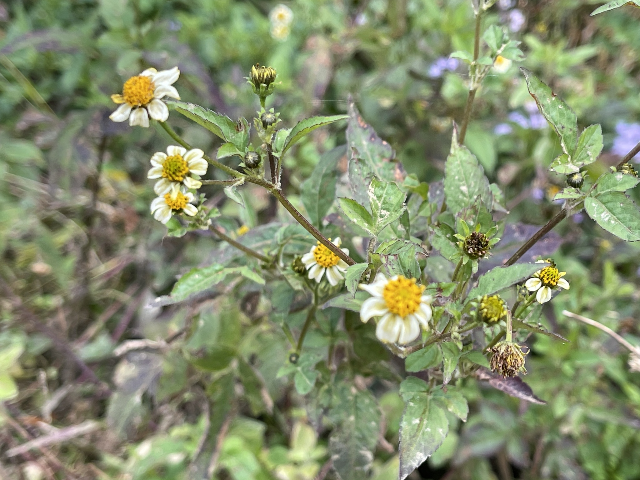 Bidens pilosa L.