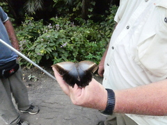 Caligo teucer insulanus