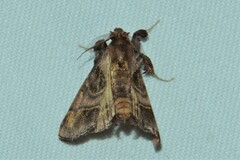 Sacada constrictalis