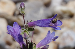 Penstemon decurvus