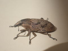 Temnorhinus mendicus