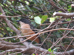 Laniarius ferrugineus