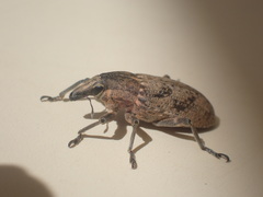 Temnorhinus mendicus