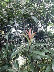 Myrsine seguinii