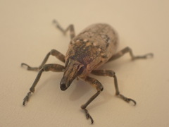 Temnorhinus mendicus