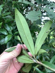 Myrsine seguinii
