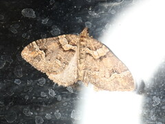 Catarhoe basochesiata