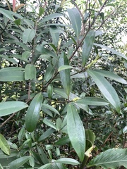Myrsine seguinii