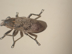 Temnorhinus mendicus