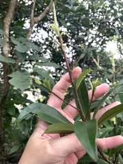 Myrsine seguinii
