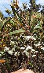 Eucalyptus stricta