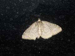 Catarhoe basochesiata