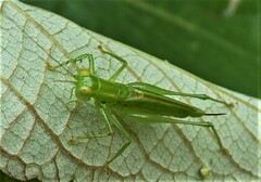 Austrophlugis debaari