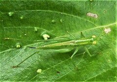 Austrophlugis debaari