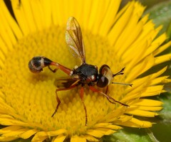 Physocephala vittata