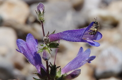 Penstemon decurvus