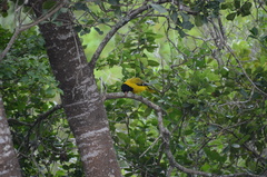 Oriolus larvatus