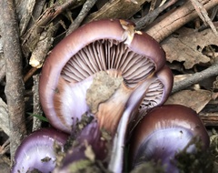 Cortinarius archeri
