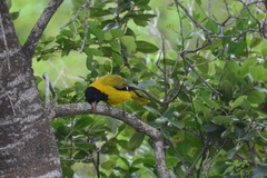 Oriolus larvatus
