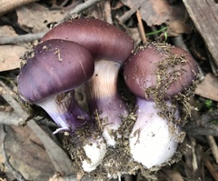 Cortinarius archeri