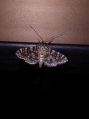 Glyphodes onychinalis