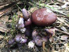Cortinarius archeri