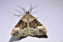 Pseudocoremia pergrata