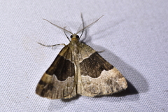 Pseudocoremia pergrata