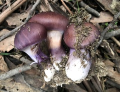 Cortinarius archeri