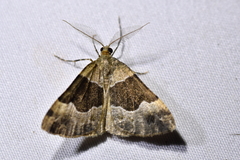 Pseudocoremia pergrata