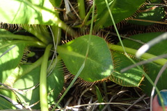 Alepidea longeciliata