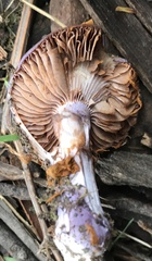 Cortinarius archeri