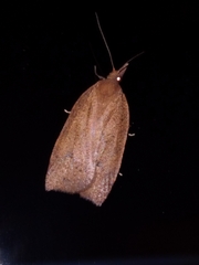 Planotortrix
