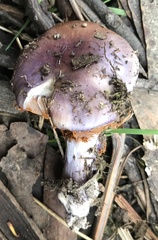 Cortinarius archeri