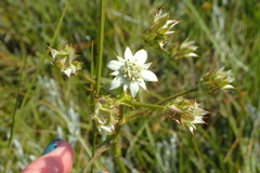 Alepidea longeciliata