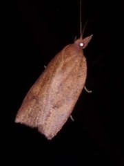 Planotortrix