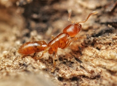 Prionopelta